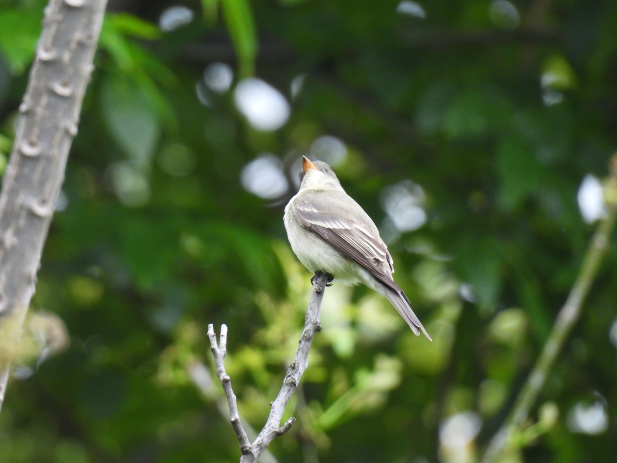 Eastern Wood-Pewee - Harley Gómez Ramírez