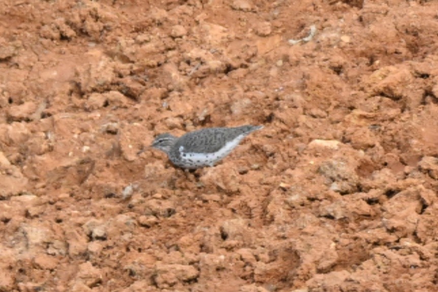 Spotted Sandpiper - Roy Knispel