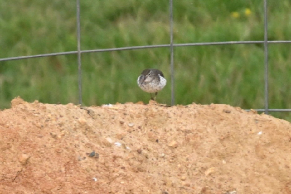 Spotted Sandpiper - Roy Knispel