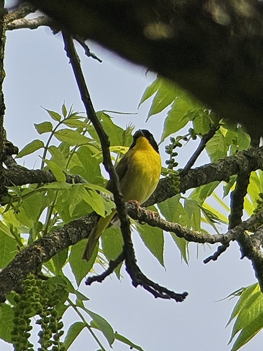 Common Yellowthroat - Chase Kammerer