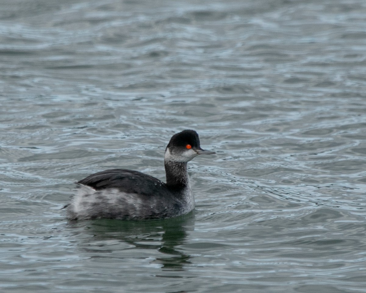 Eared Grebe - Hoeckman's Wildlife