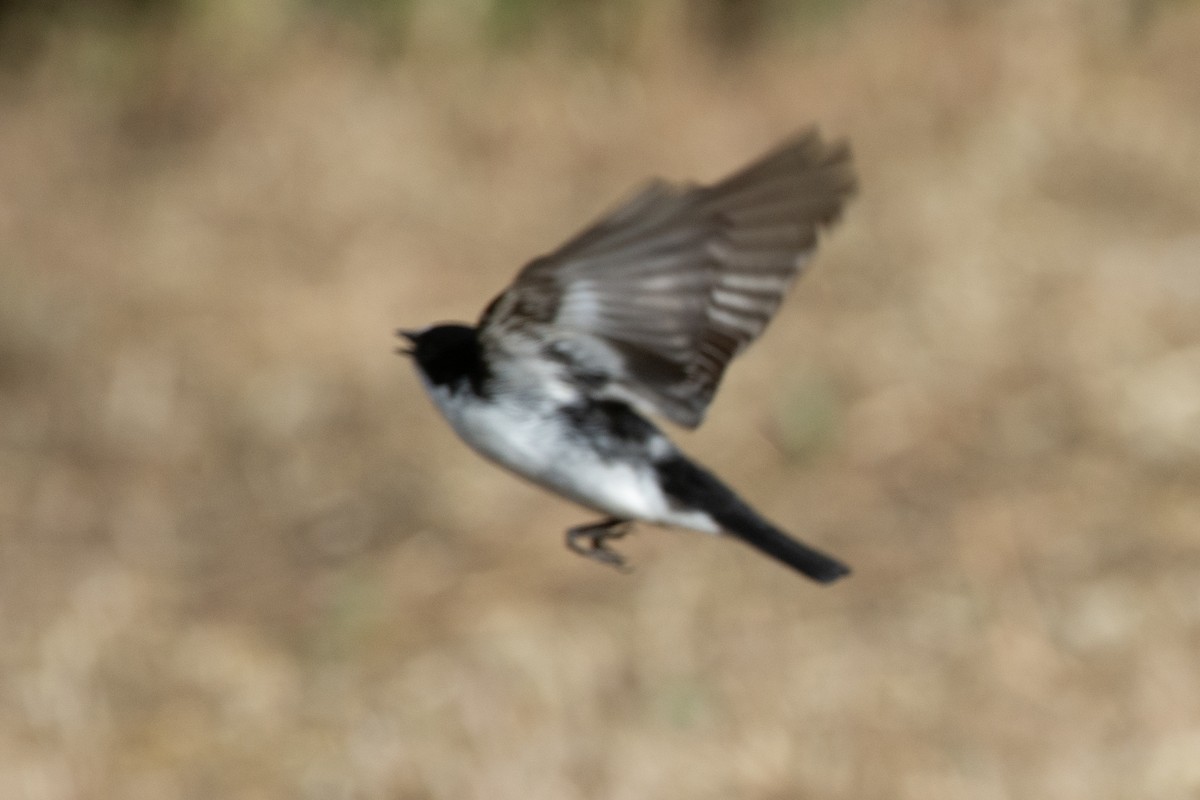 European Pied x Collared Flycatcher (hybrid) - Daniel López-Velasco | Ornis Birding Expeditions