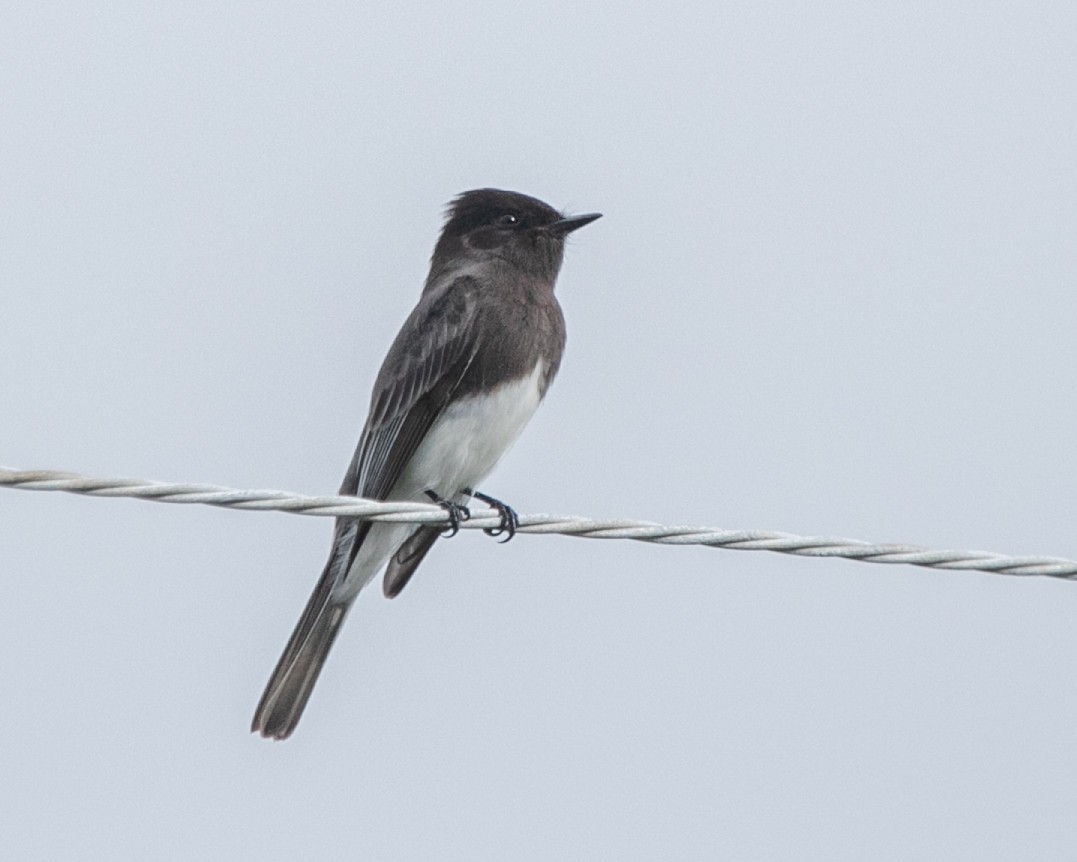 Black Phoebe (Northern) - Hoeckman's Wildlife