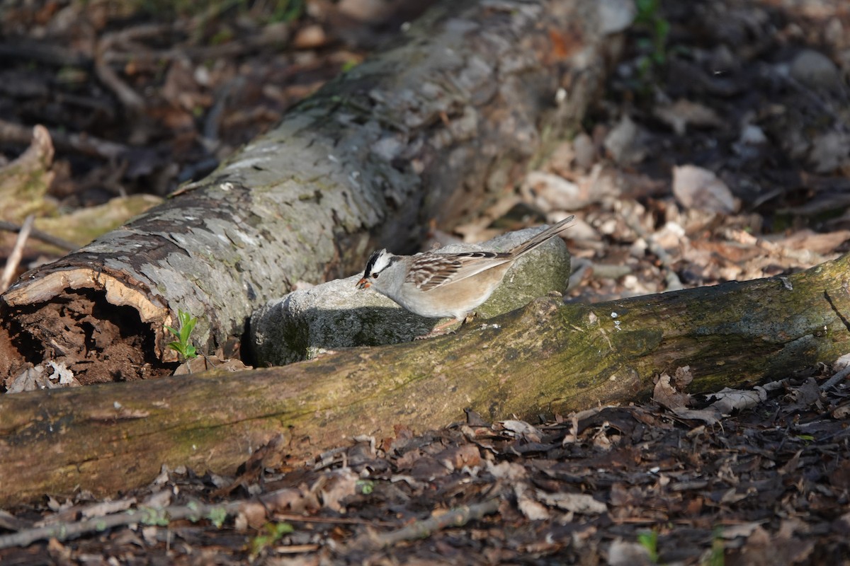 White-crowned Sparrow - Sylvie Vanier🦩