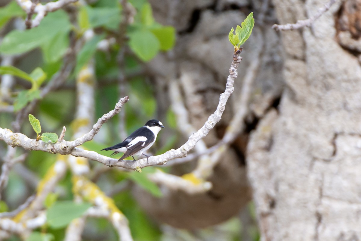 European Pied x Collared Flycatcher (hybrid) - Daniel López-Velasco | Ornis Birding Expeditions