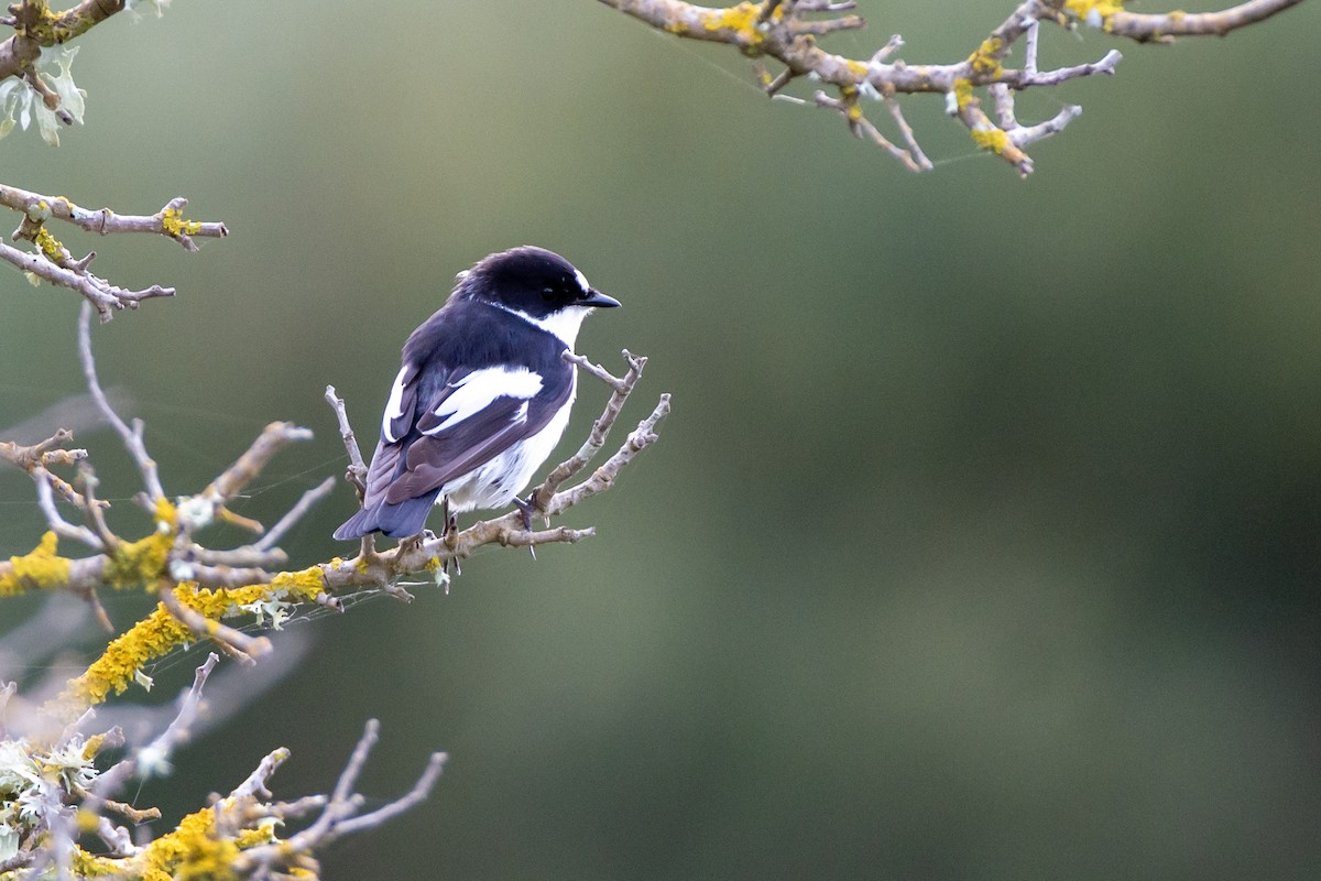 European Pied x Collared Flycatcher (hybrid) - ML619138238