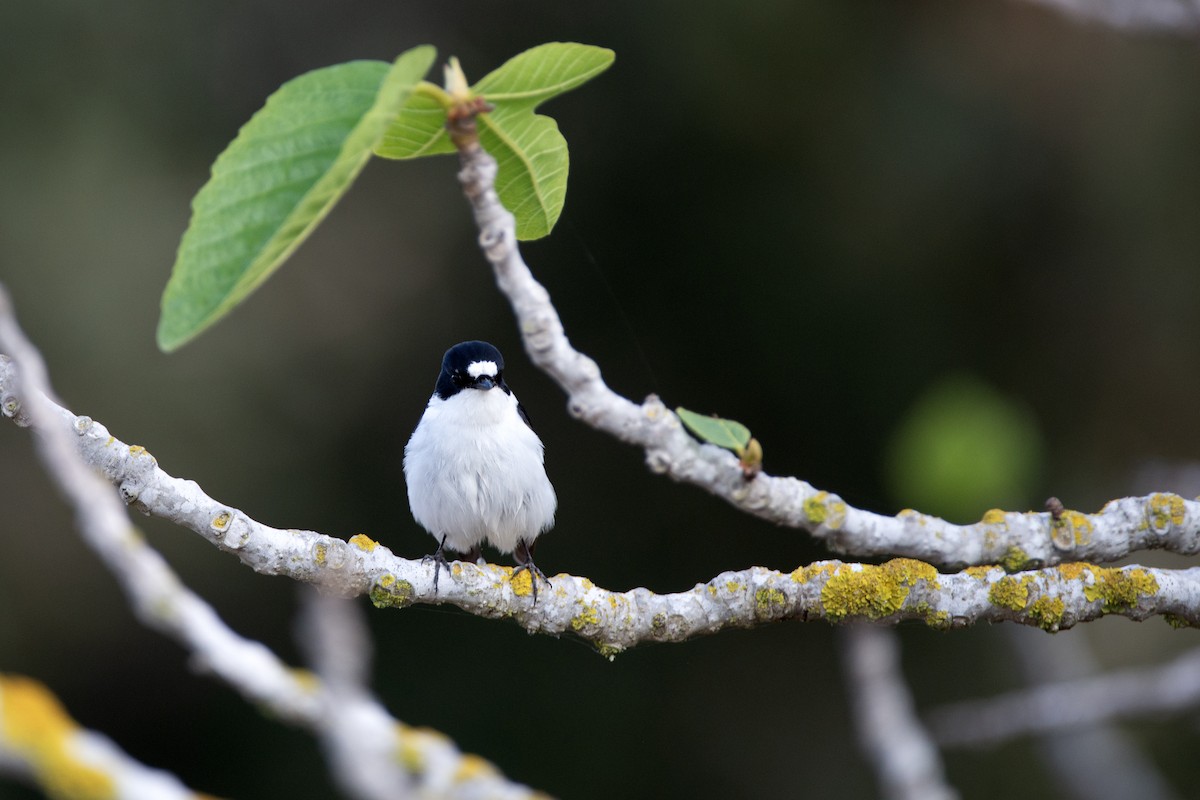 European Pied x Collared Flycatcher (hybrid) - Daniel López-Velasco | Ornis Birding Expeditions