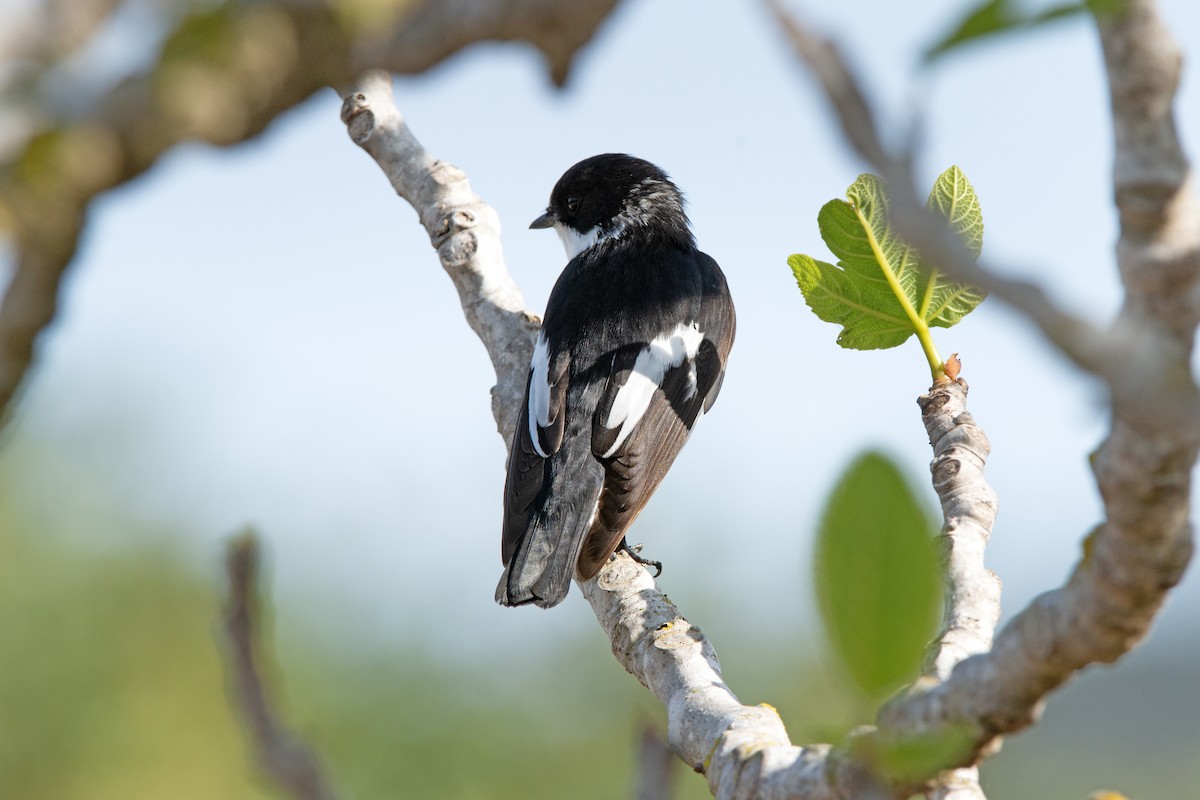 European Pied x Collared Flycatcher (hybrid) - Daniel López-Velasco | Ornis Birding Expeditions