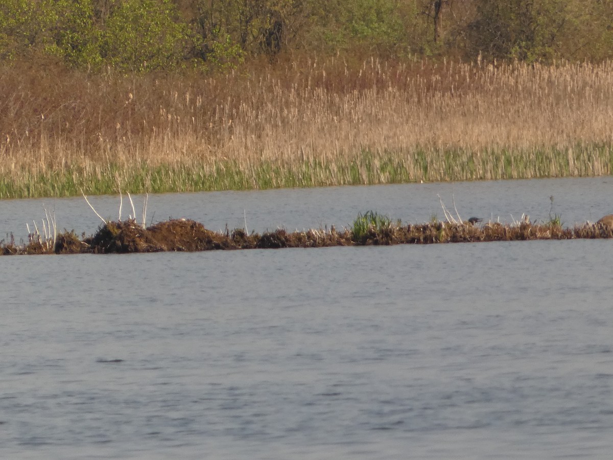 Plongeon huard - ML619138252