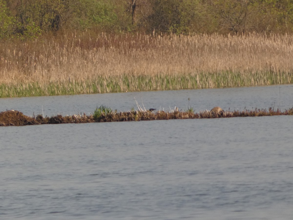 Common Loon - ML619138253