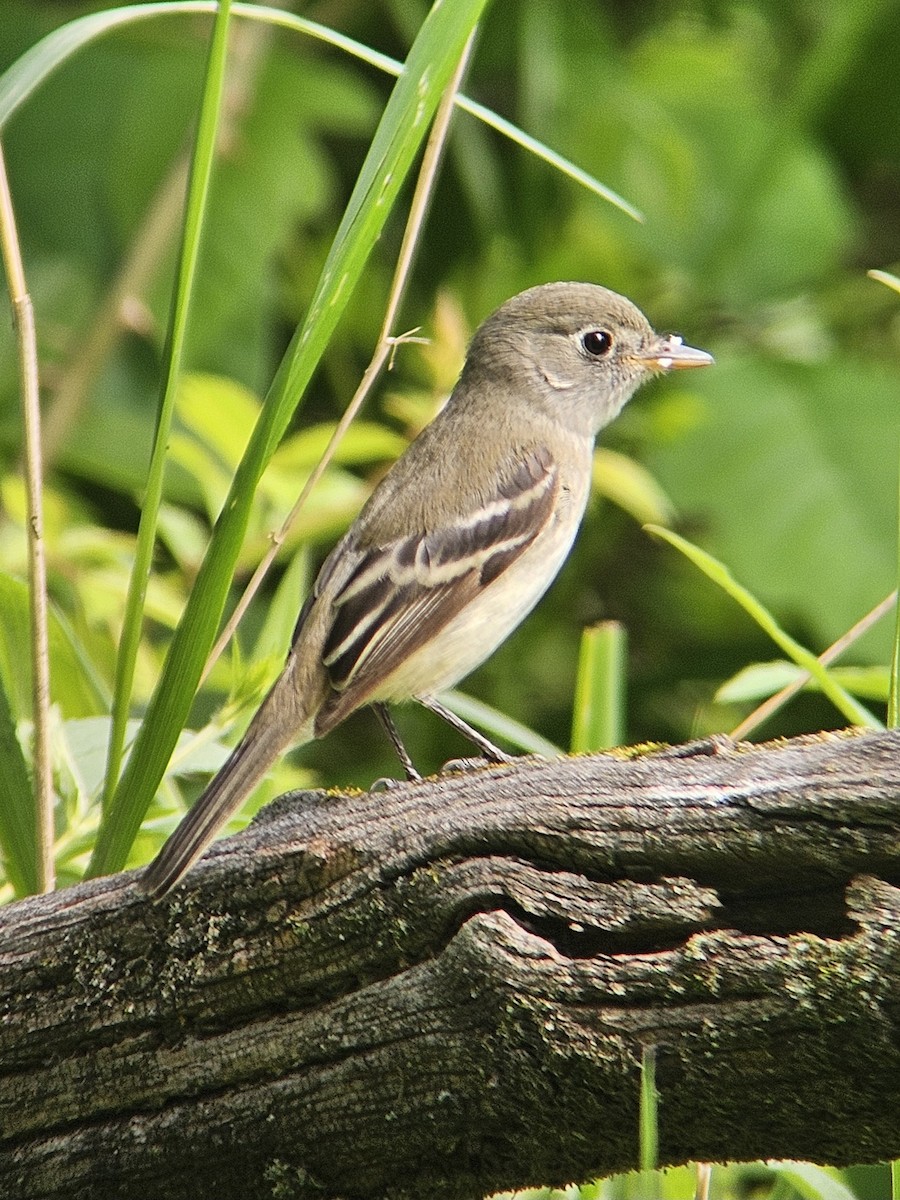 Least Flycatcher - Chase Kammerer