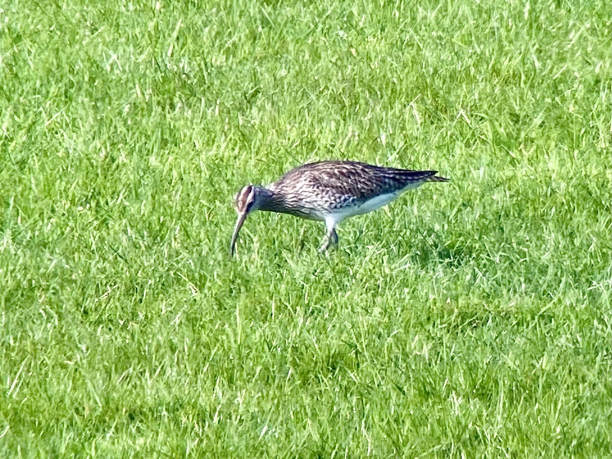 Courlis corlieu (phaeopus) - ML619138271