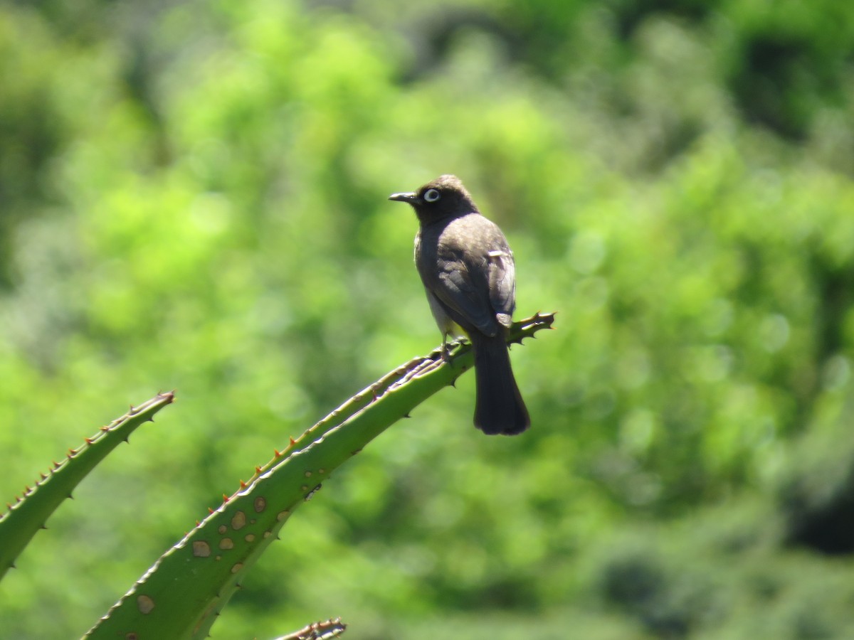 Cape Bulbul - ML619138290