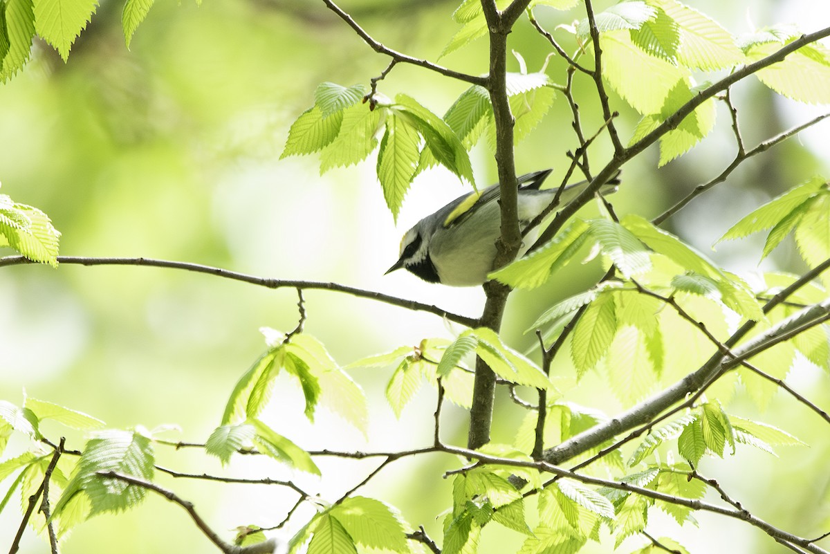 Golden-winged Warbler - Cam Nikkel