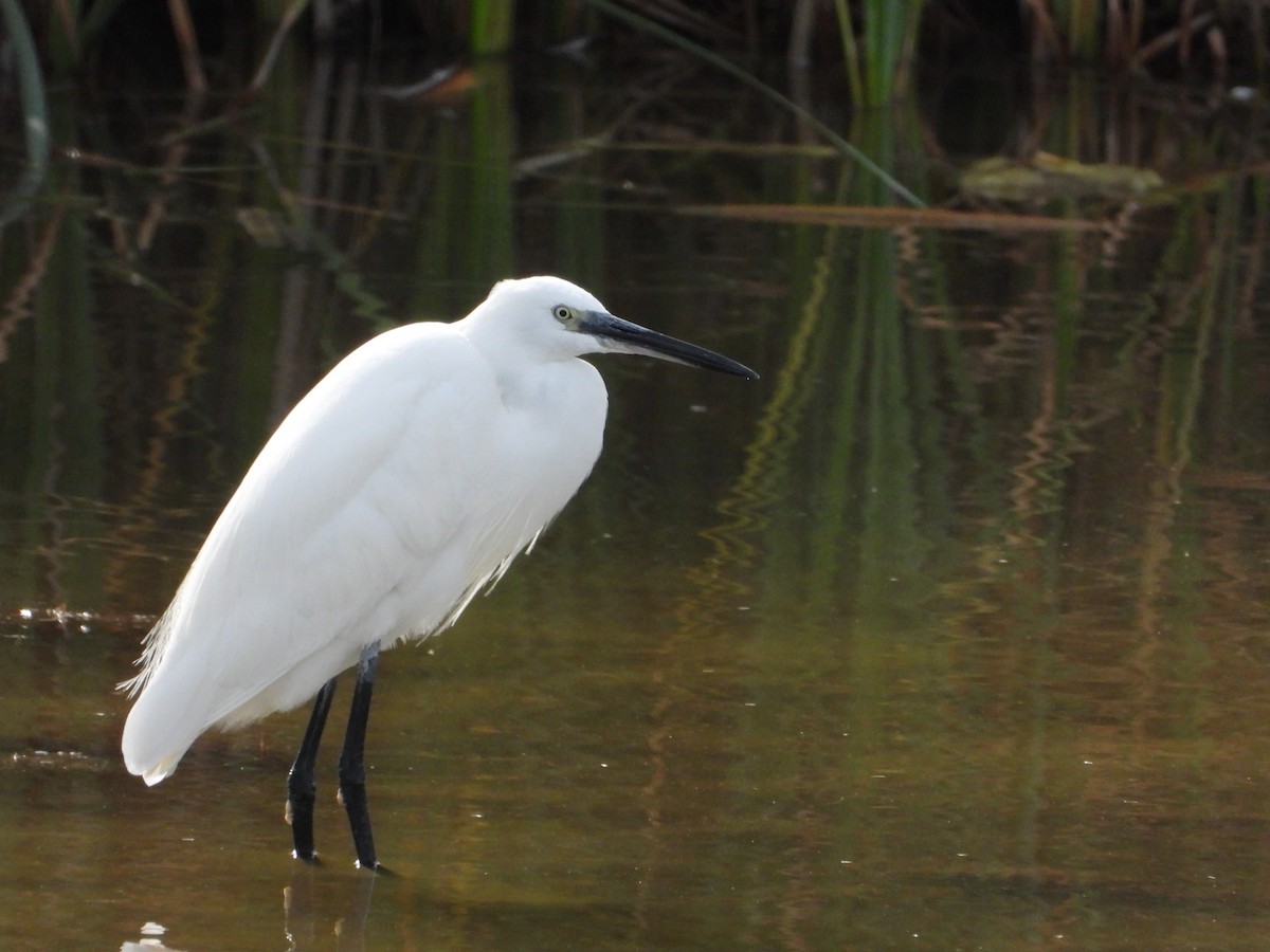 Little Egret - ML619138308