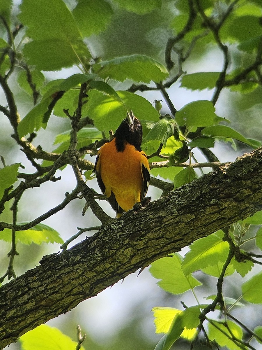 Baltimore Oriole - Chase Kammerer