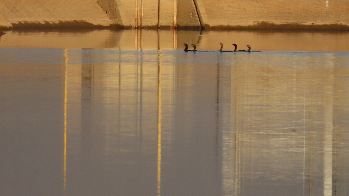 Neotropic Cormorant - Anne (Webster) Leight