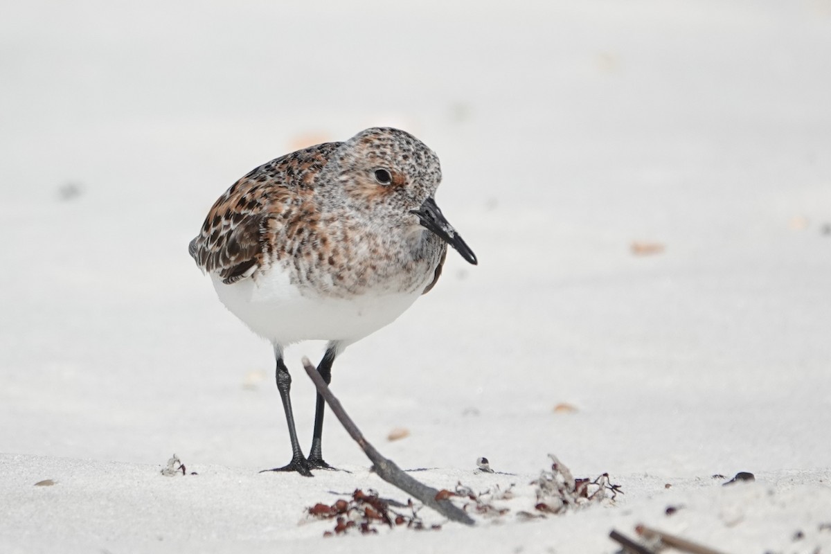 Sanderling - Allison Graves