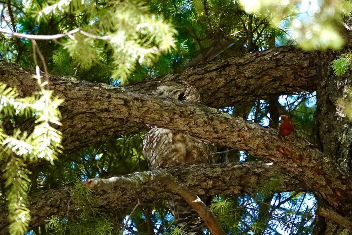 Spotted Owl - Kenna Sue Trickey