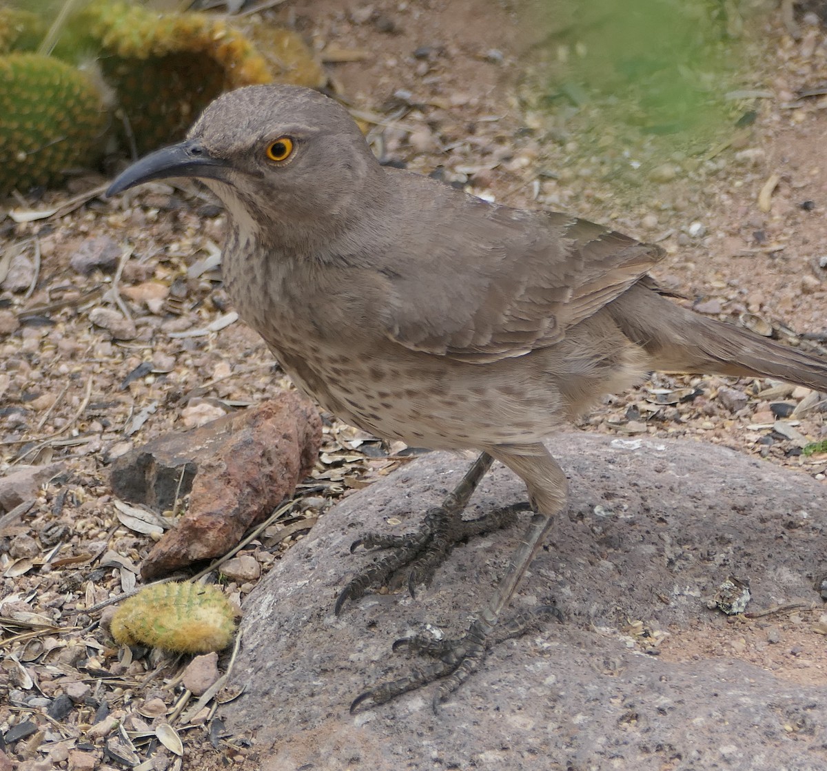 Curve-billed Thrasher - Melanie Barnett