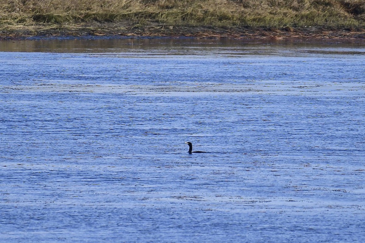 Neotropic Cormorant - Marcelo Cuadrado