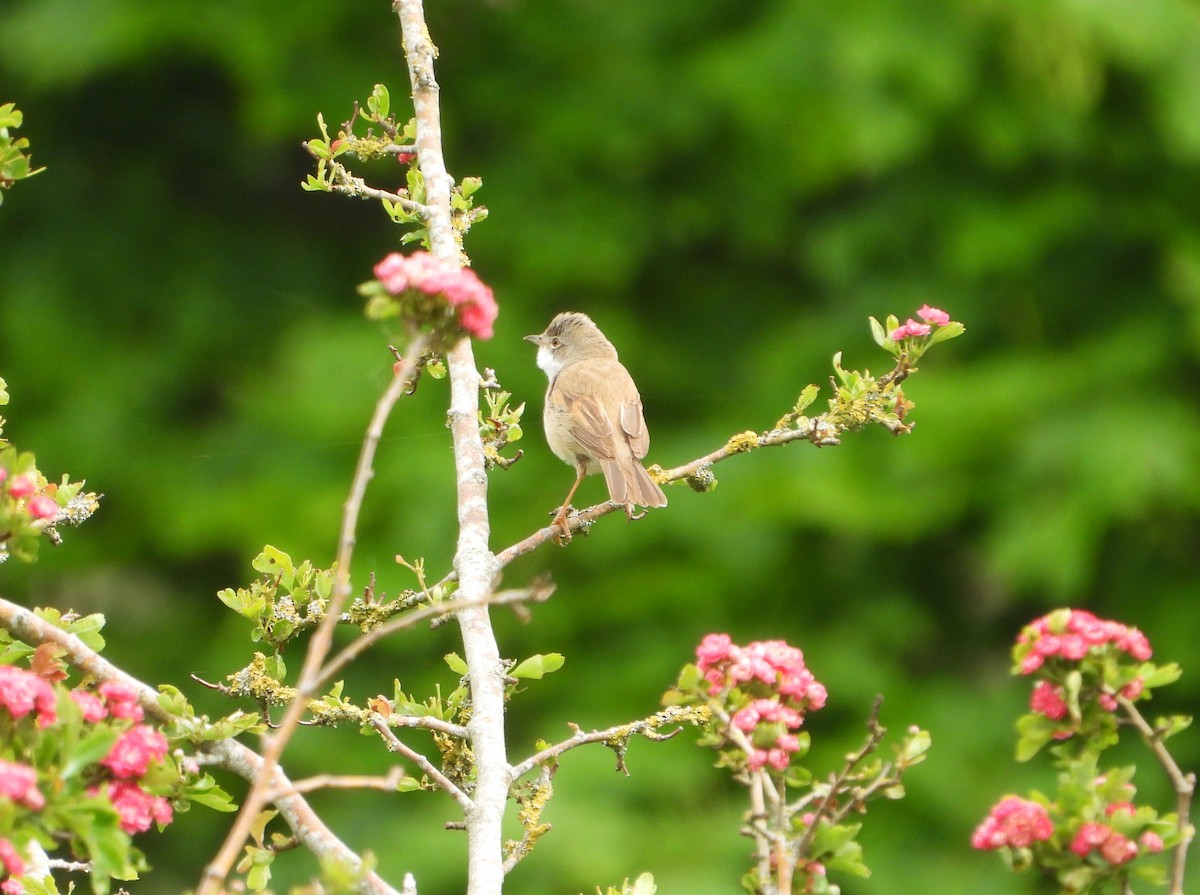 Greater Whitethroat - ML619138342