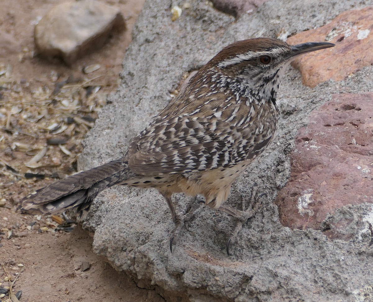 Cactus Wren - Melanie Barnett