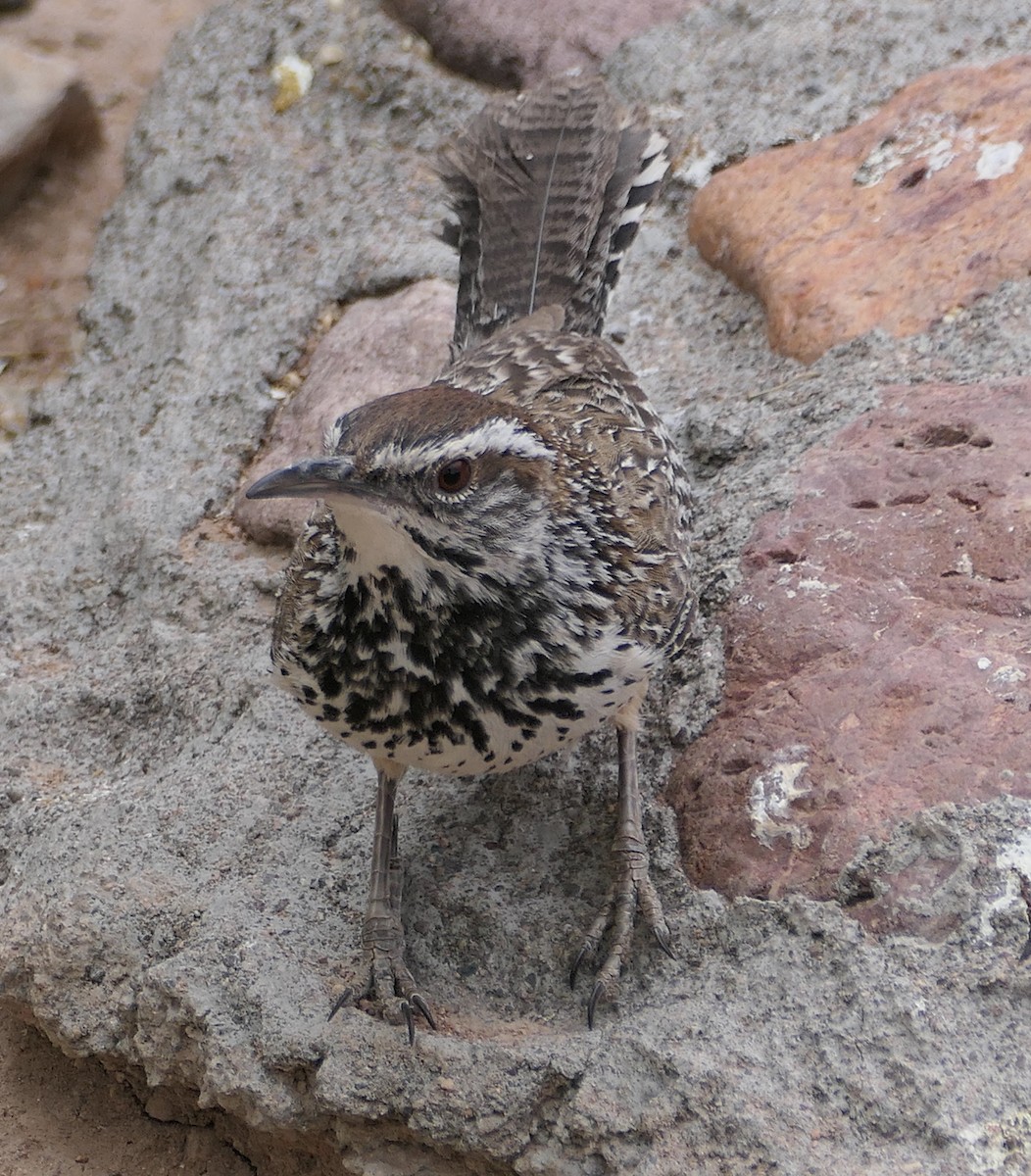 Cactus Wren - Melanie Barnett