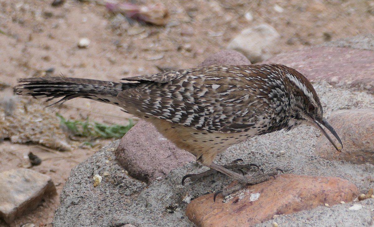 Cactus Wren - Melanie Barnett