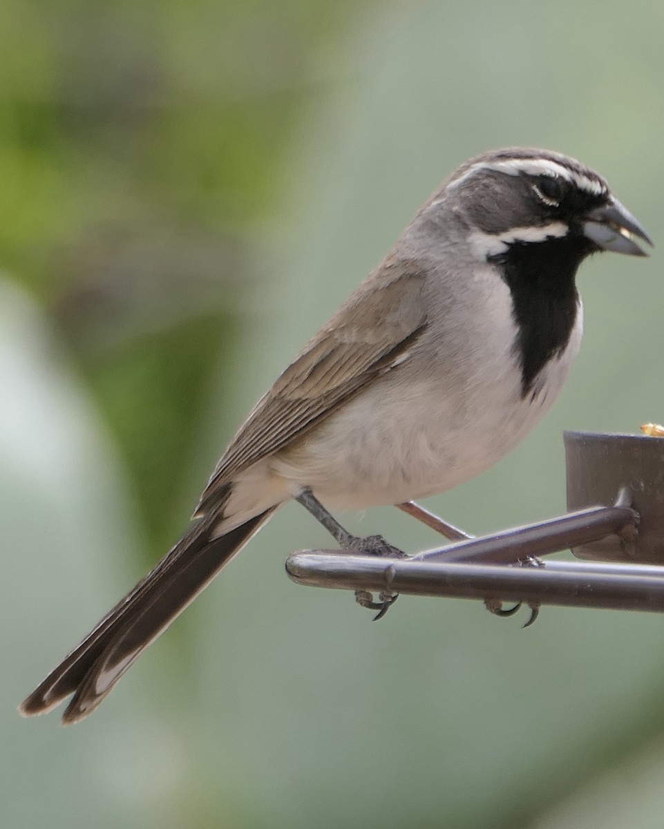 Black-throated Sparrow - Melanie Barnett