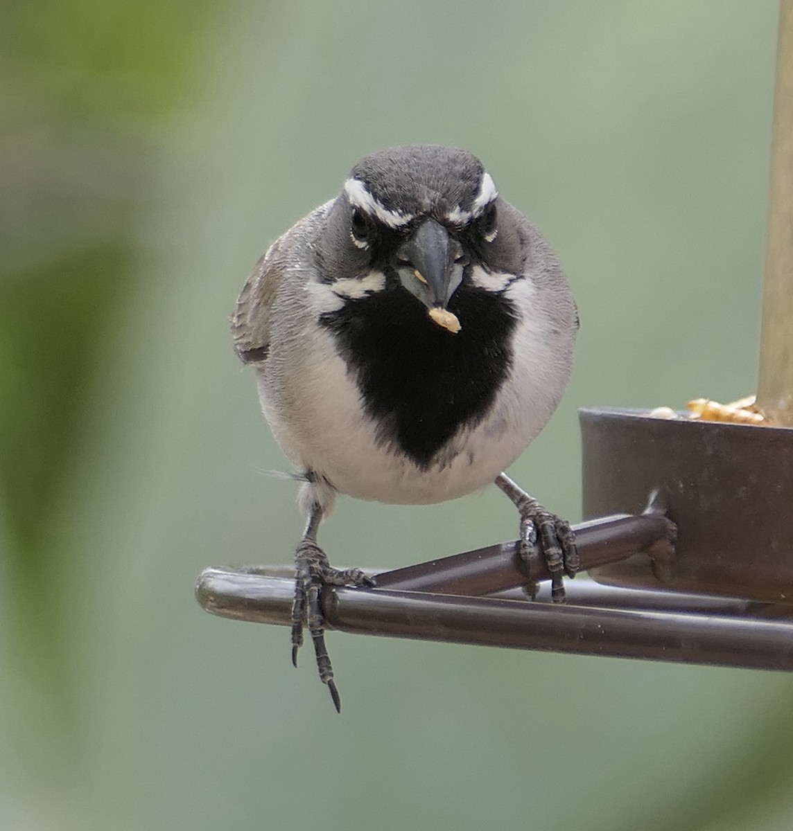 Black-throated Sparrow - Melanie Barnett