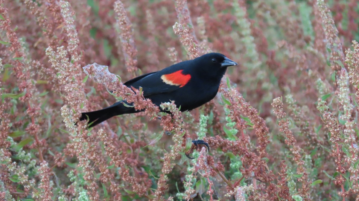 Red-winged Blackbird - Anne (Webster) Leight