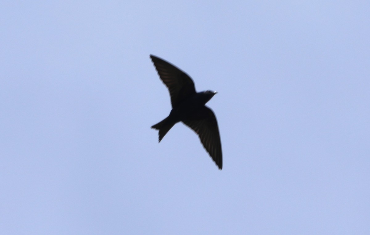 Purple Martin - ML619138370