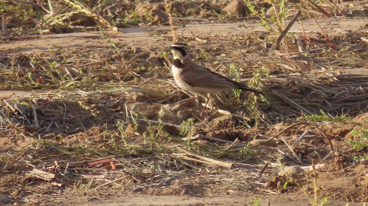 Horned Lark - Anne (Webster) Leight