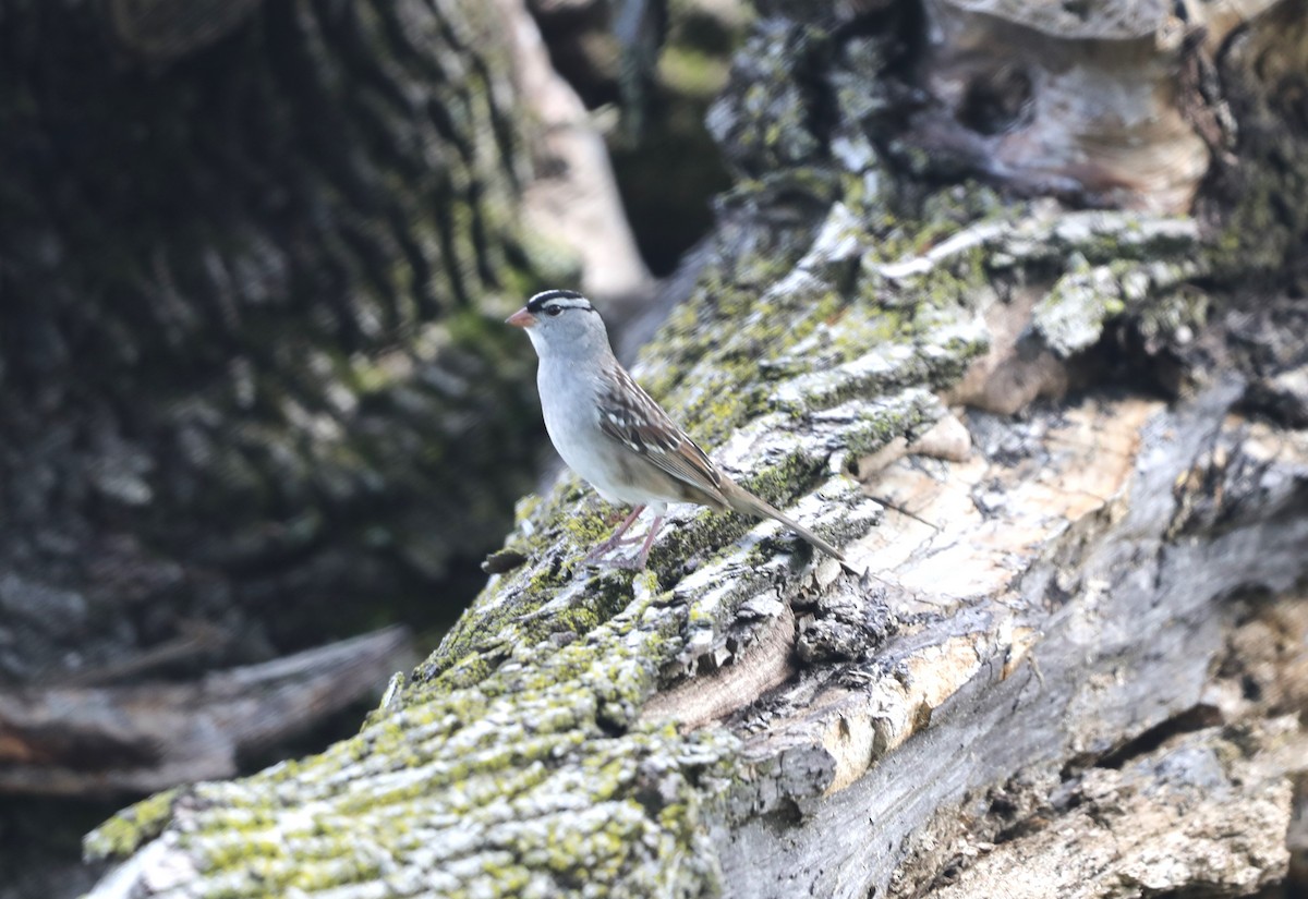 White-crowned Sparrow - ML619138384