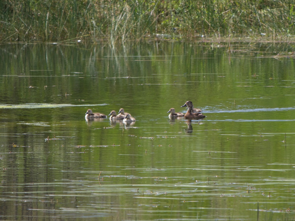 Ring-necked Duck - Christopher Eliot