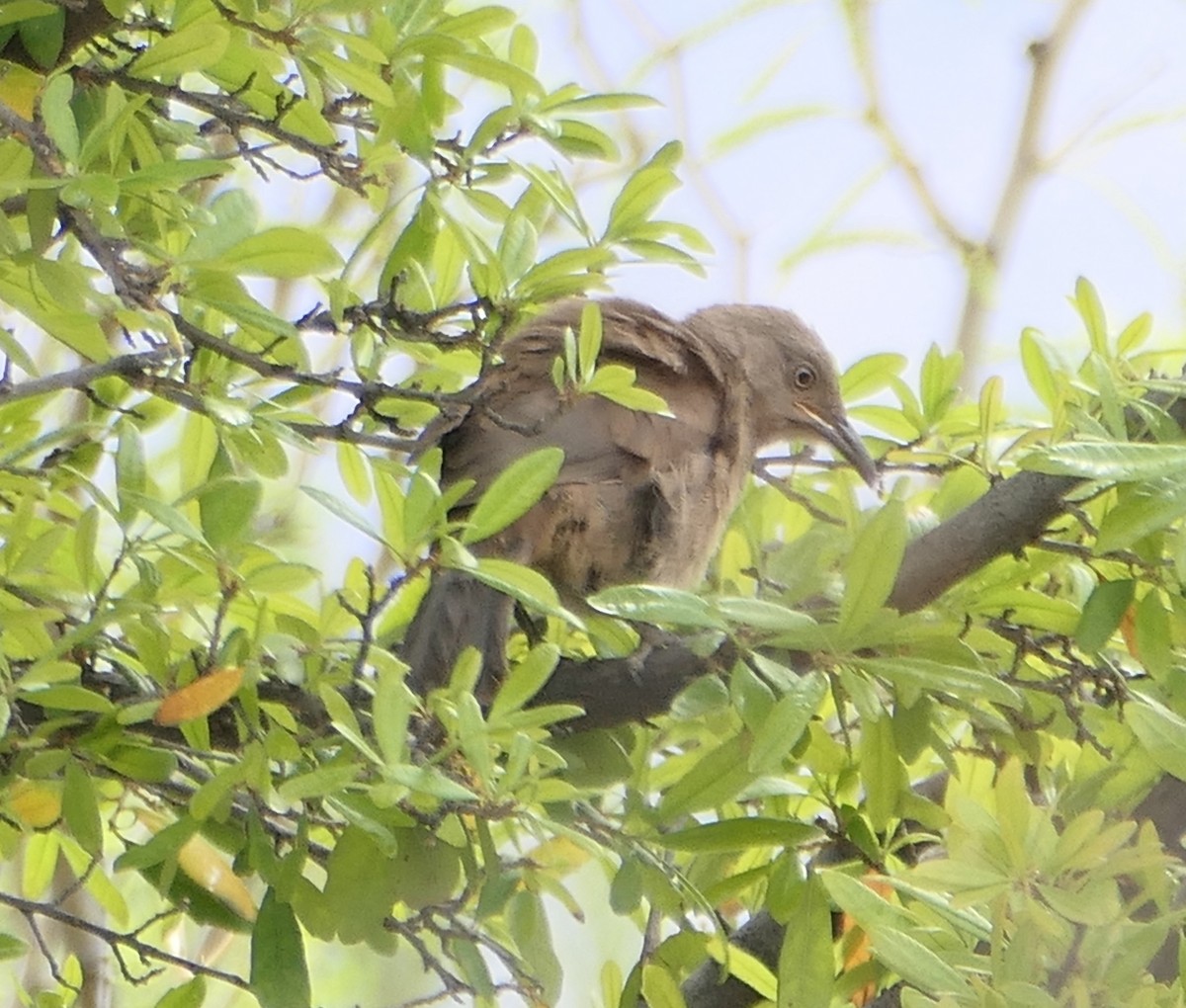 Curve-billed/Bendire's Thrasher - Melanie Barnett