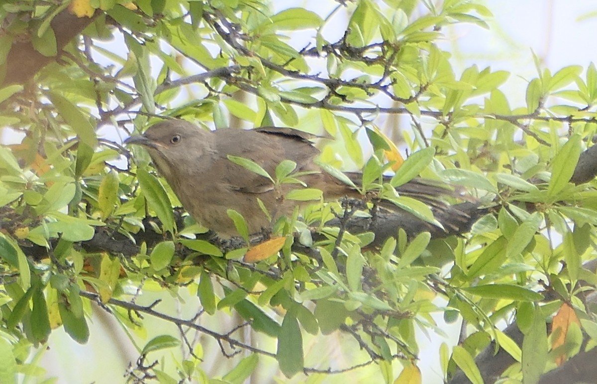 Curve-billed/Bendire's Thrasher - Melanie Barnett