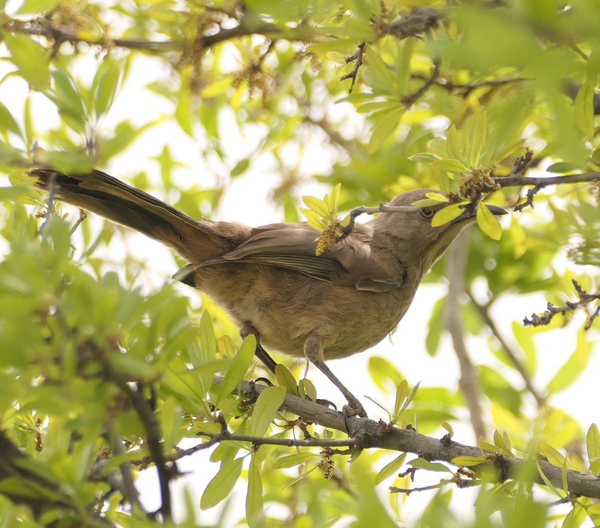 Curve-billed/Bendire's Thrasher - ML619138407