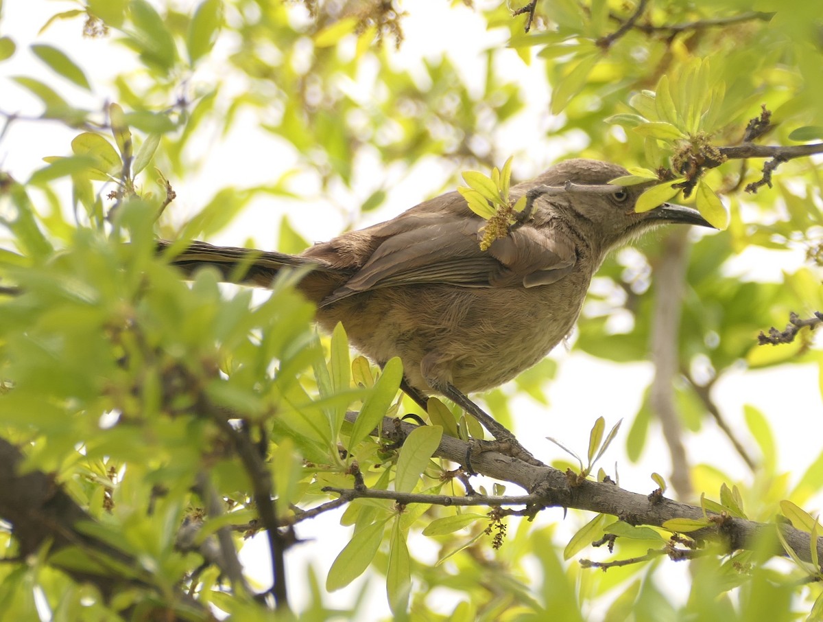 Curve-billed/Bendire's Thrasher - Melanie Barnett