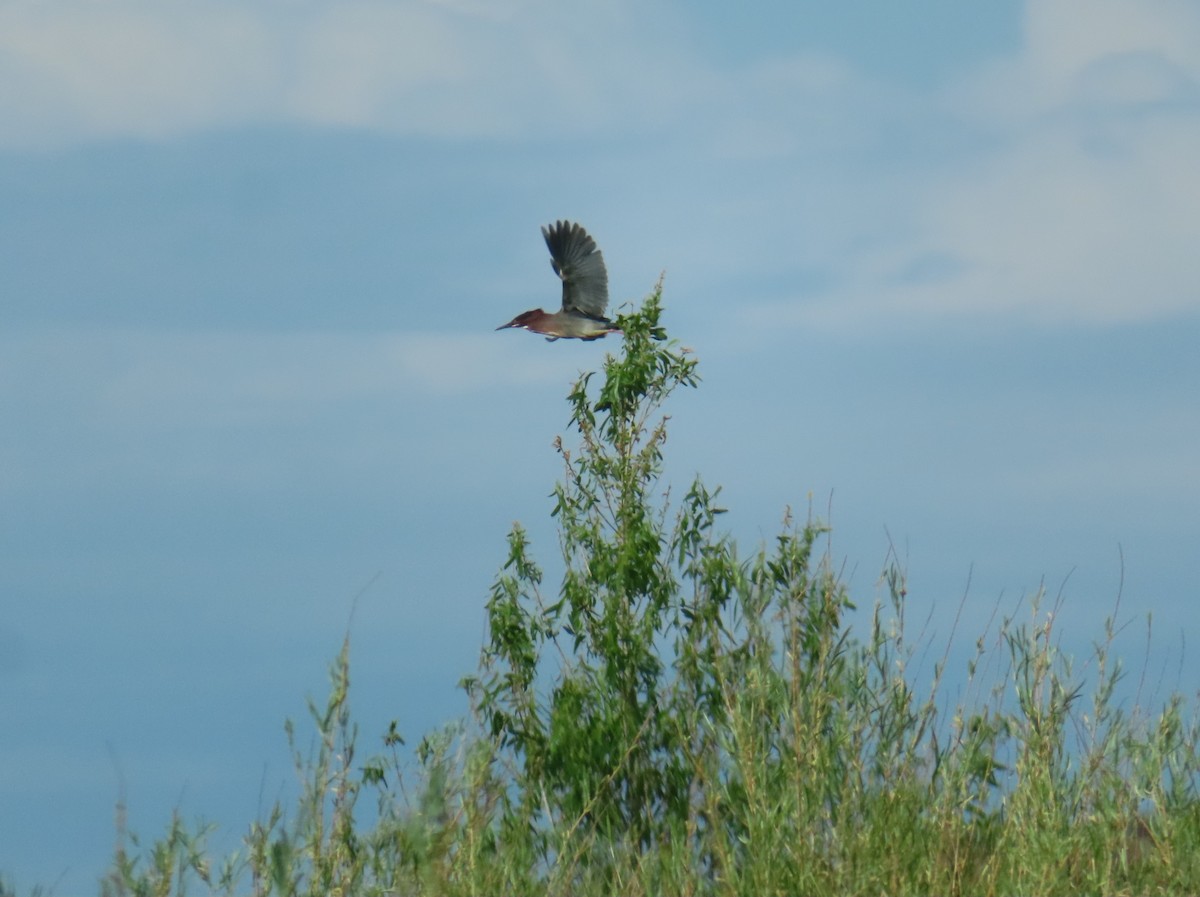 Green Heron - ML619138409