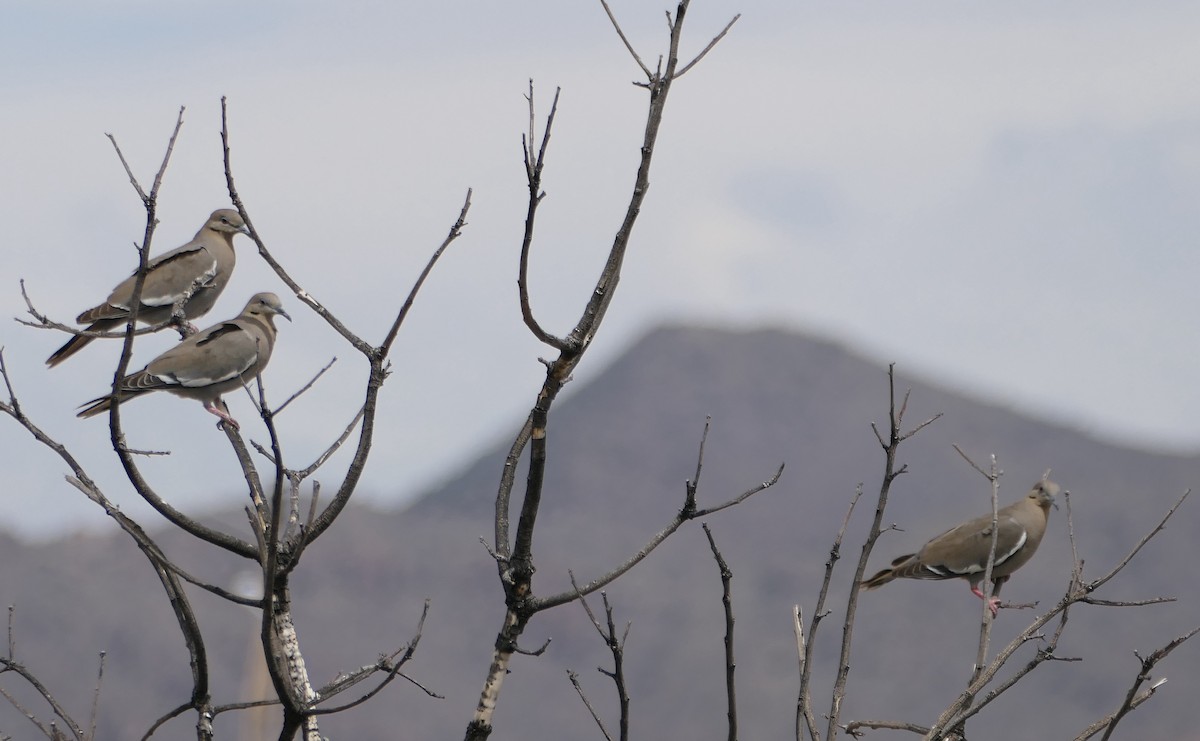 White-winged Dove - Melanie Barnett