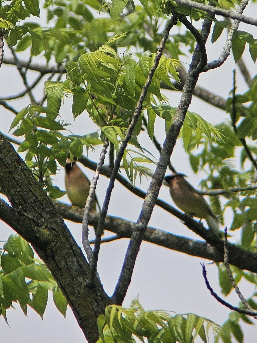 Cedar Waxwing - ML619138416