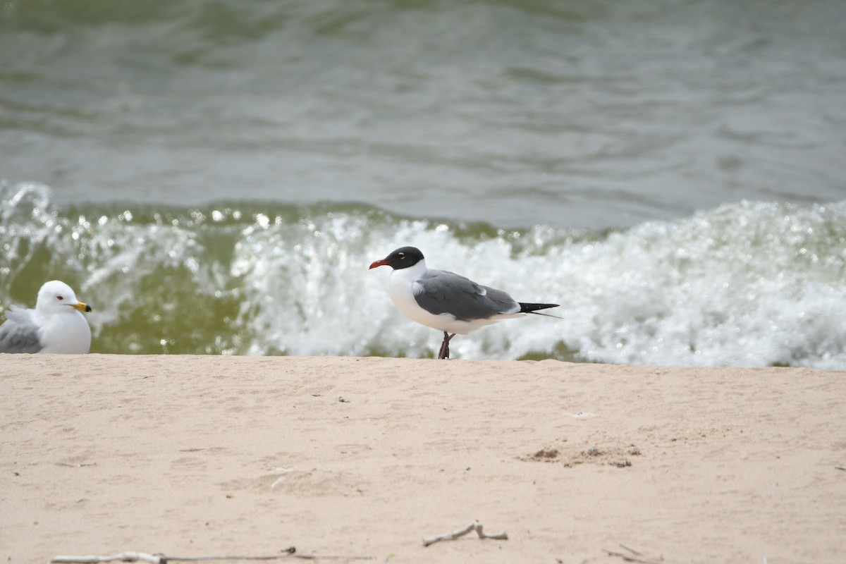 Laughing Gull - Sawyer Dawe