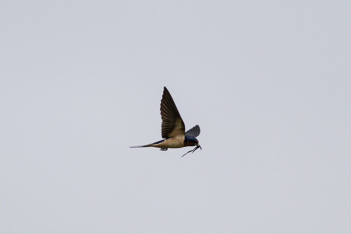 Barn Swallow (American) - Jonathan Mott