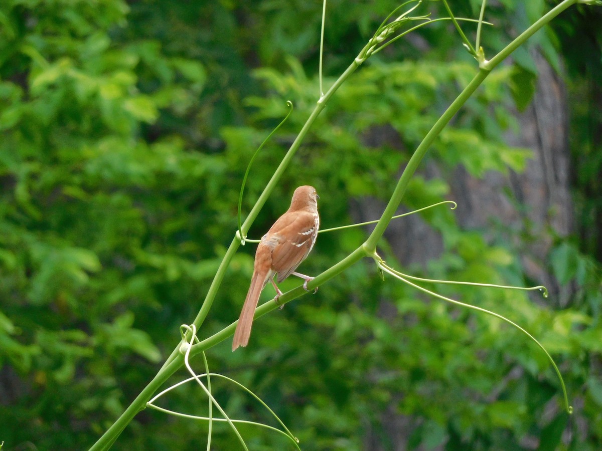 Brown Thrasher - Charles Chu