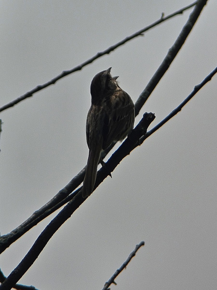 Song Sparrow - Chase Kammerer