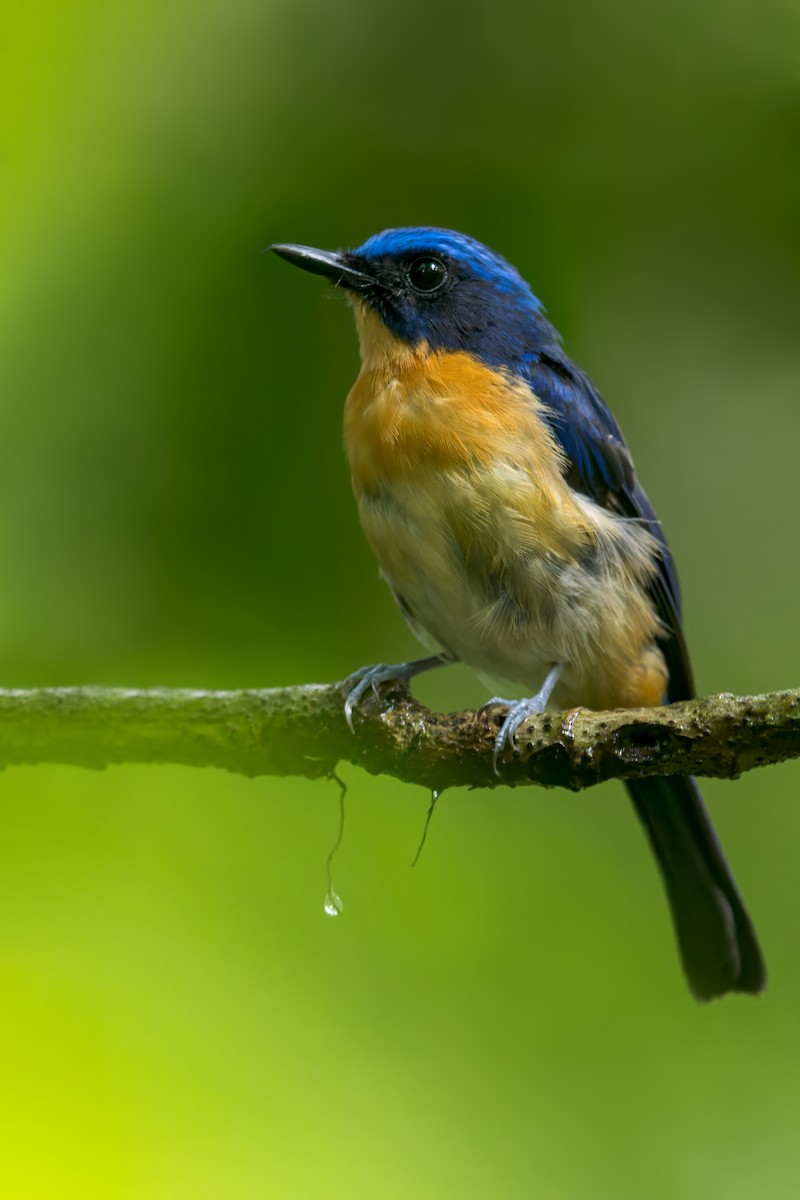 Bornean Blue Flycatcher - Dubi Shapiro