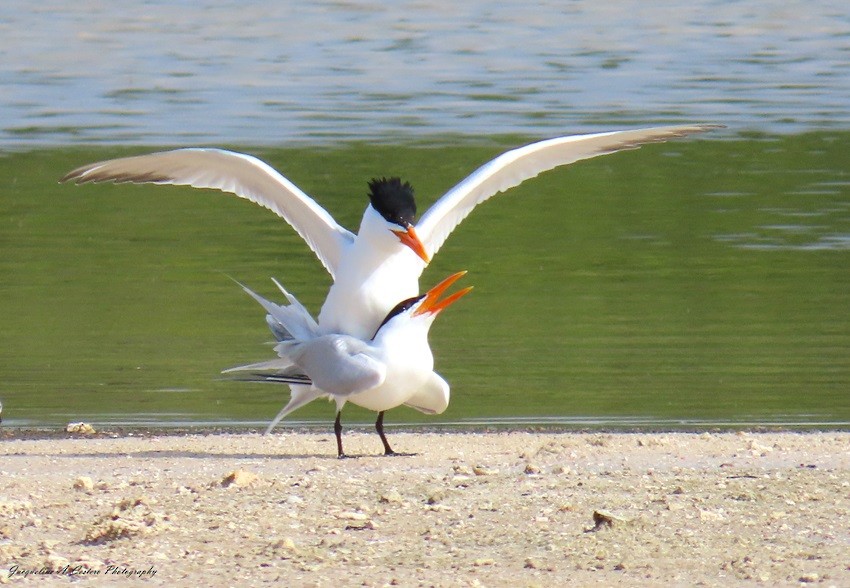 Royal Tern - Jacqueline A Cestero Nature Explorers Anguilla Team