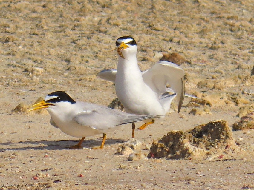 Least Tern - Jacqueline A Cestero Nature Explorers Anguilla Team